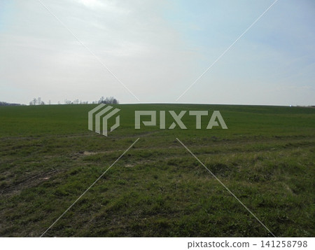 Background image of wet meadow in spring during bright day Background image of wet meadow in spring during bright day 141258798