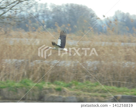Beautiful stork mid-flight over a pond surrounded by reed Beautiful stork mid-flight over a pond surrounded by reed 141258819