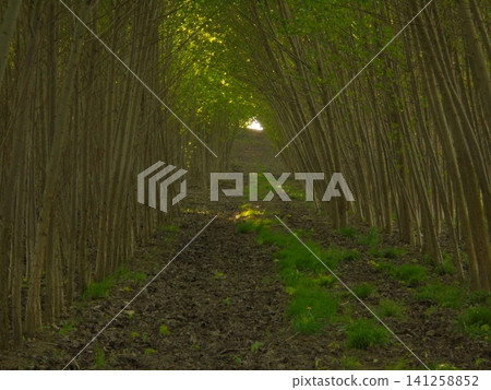 Young poplar alley forming a tunnel in a Central European plantation Young poplar alley forming a tunnel in a Central European plantation 141258852
