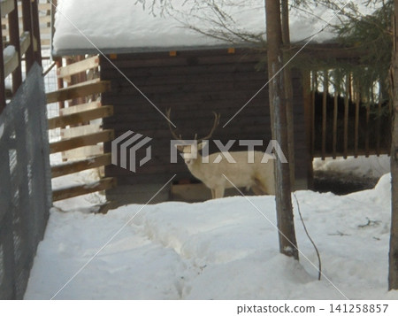 Rare white fallow deer standing at a barn in a game enclosure Rare white fallow deer standing at a barn in a game enclosure 141258857