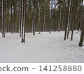 Serene winter scene: snowy spruce forest with trees covered by snow 141258880