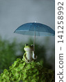 Frogs associated with the rainy season 141258992