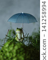 Frogs associated with the rainy season 141258994