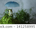 Frogs associated with the rainy season 141258995