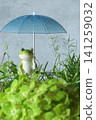 Frogs associated with the rainy season 141259032