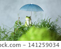 Frogs associated with the rainy season 141259034