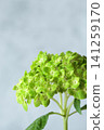 Green hydrangea 141259170