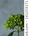 Green hydrangea 141259171