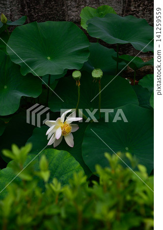 Higashi Honganji Temple Yodohime (lotus flower) Higashi Honganji Temple Yodohime (lotus flower) 141259559