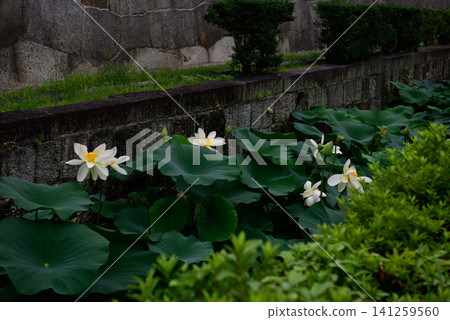 Higashi Honganji Temple Yodohime (lotus flower) Higashi Honganji Temple Yodohime (lotus flower) 141259560