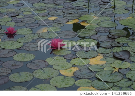 Water lilies in the lotus pond at Osaka Expo Memorial Park Water lilies in the lotus pond at Osaka Expo Memorial Park 141259695