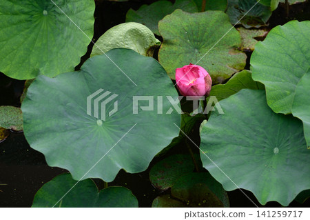 Higashi Honganji Temple - Lotus Flowers Higashi Honganji Temple - Lotus Flowers 141259717
