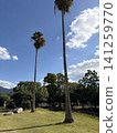 熱帶公園景色，棕櫚樹直插藍天，綠草如茵。 141259770