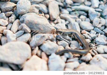Creatures basking in the sun Creatures basking in the sun 141259811