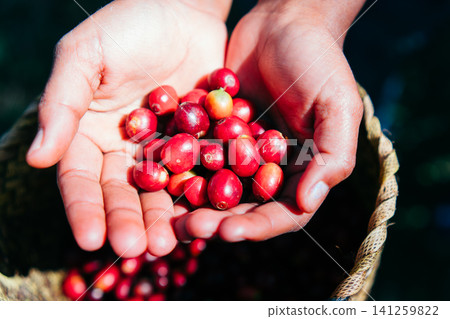 A woman's hand picking a coffee cherry 141259822