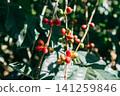 Coffee seeds 141259846
