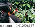 Coffee cherry harvest 141259847