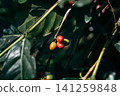 Coffee cherries 141259848