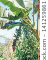 Banana tree 141259861