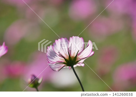 Close-up photo of pink cosmos Close-up photo of pink cosmos 141260038