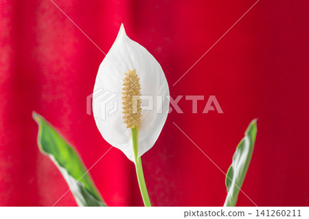 Flower white calla petal plant nature blossom floral Flower white calla petal plant nature blossom floral 141260211