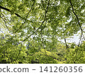 Green ceiling 141260356
