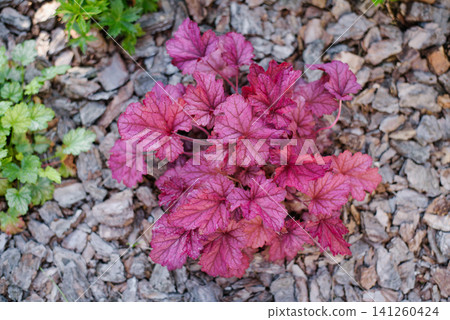 Beautiful Heuchera Berry Smoothie Plant with Purple Foliage in Garden Beautiful Heuchera Berry Smoothie Plant with Purple Foliage in Garden 141260424