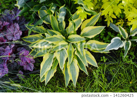 Beautiful Hosta Lakeside Dragonfly Plant with Variegated Foliage in Garden Beautiful Hosta Lakeside Dragonfly Plant with Variegated Foliage in Garden 141260425