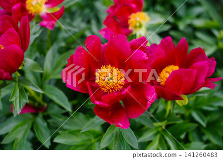 Scarlet Peony Illini Warrior Blooming In Summer Garden 141260483