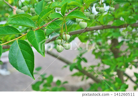 Immature Styrax japonica fruit (summer, July) Immature Styrax japonica fruit (summer, July) 141260511