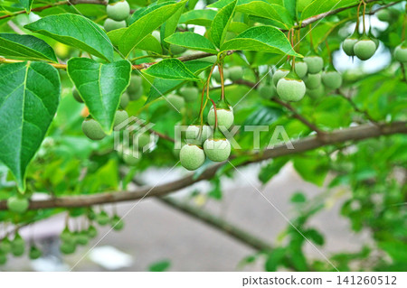 Immature Styrax japonica fruit (summer, July) Immature Styrax japonica fruit (summer, July) 141260512