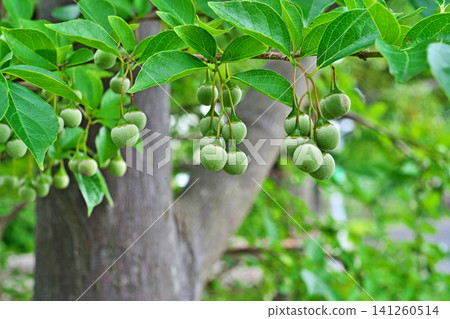 Immature Styrax japonica fruit (summer, July) Immature Styrax japonica fruit (summer, July) 141260514