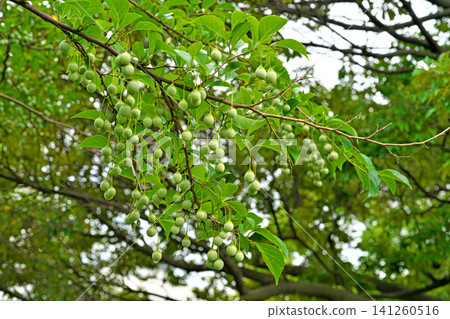Immature Styrax japonica fruit (summer, July) Immature Styrax japonica fruit (summer, July) 141260516
