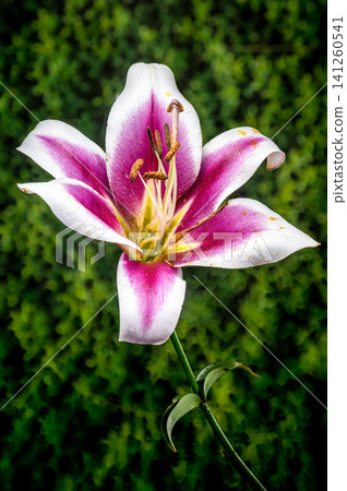 Pink and white lily flower with blurred green background Pink and white lily flower with blurred green background 141260541