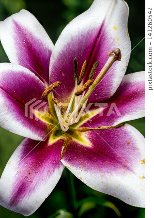 Macro view of pink and white lily flower center 141260542