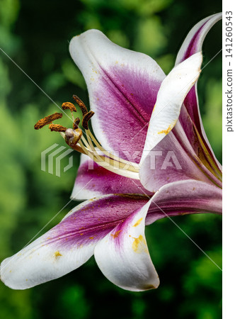 Pink and white lily flower with blurred green background Pink and white lily flower with blurred green background 141260543