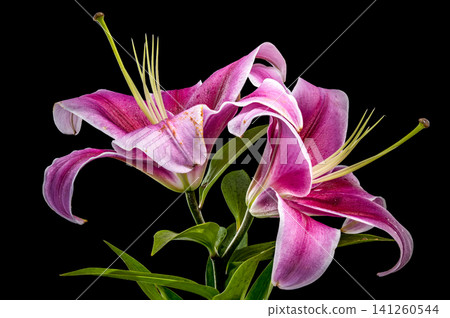 Beautiful vibrant pink lily flowers on solid black background Beautiful vibrant pink lily flowers on solid black background 141260544