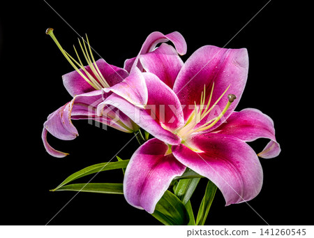 Beautiful vibrant pink lily flowers on solid black background Beautiful vibrant pink lily flowers on solid black background 141260545