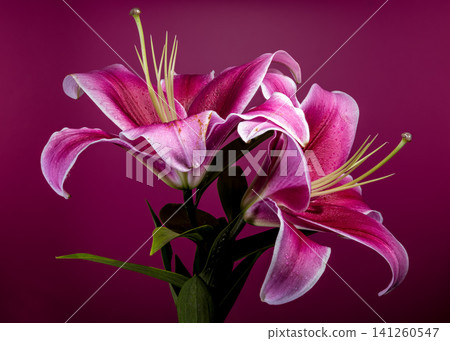 Beautiful vibrant pink lily flowers on dark magenta background 141260547