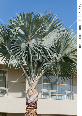 Tall palm tree with broad, fan-shaped leaves stands in front of a modern building featuring a balcony and outdoor seating area 141260739