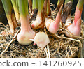 Fresh Galangal Root: A Healthy Herbal Ingredient with Natural Benefits. 141260925