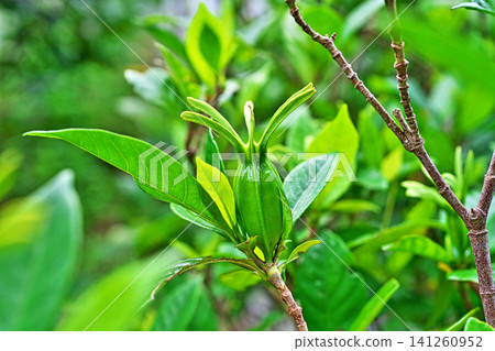 Green gardenia fruit (summer, July) Green gardenia fruit (summer, July) 141260952