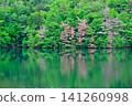 A pond in the forest, surrounded by fresh greenery. A pond in the forest, surrounded by fresh greenery. 141260998