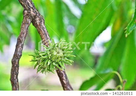 未成熟的綠色橡樹球果(夏季,7月) 未成熟的綠色橡樹球果(夏季,7月) 141261011