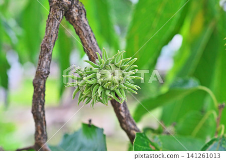 未成熟的綠色橡樹球果(夏季,7月) 未成熟的綠色橡樹球果(夏季,7月) 141261013