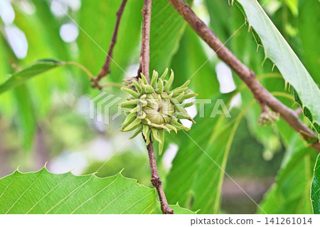 未成熟的綠色橡樹球果(夏季,7月) 未成熟的綠色橡樹球果(夏季,7月) 141261014