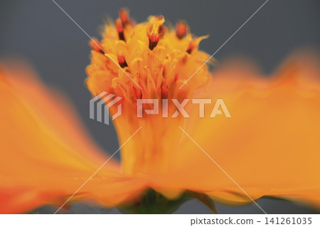 Close-up photo of orange yellow cosmos flowers. 141261035