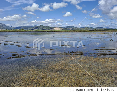 Flooded agricultural fields for Bomba rice farming show muddy banks and clear sky reflections. This scene takes place in Pego wetland natural park during daytime. Flooded agricultural fields for Bomba rice farming show muddy banks and clear sky reflections. This scene takes place in Pego wetland natural park during daytime. 141261049