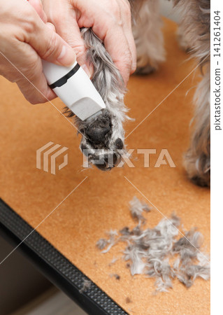 用指甲鉗修剪狗狗的爪墊毛髮。 用指甲鉗修剪狗狗的爪墊毛髮。 141261404
