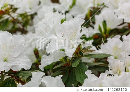 Beautiful blooming white Azalea bushes Beautiful blooming white Azalea bushes 141262150